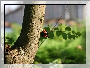 Drzewo, Pień, Gałązka, Motyl