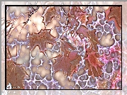 Liście, Klonu, Fractalius