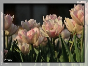 Białoróżowe, Tulipany