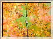 Mały, Ptaszek, Drzewo, Jesień
