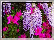 Kwiaty, Azalia, Różanecznik, Glicynia