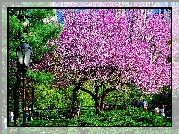 Kwitnące, Drzewa, Park