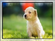 Golden, Retriever, Szczeniaczek, Łąka