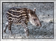 Młody, Tapir