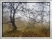 Mgła, Drzewa, Liście