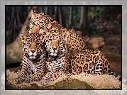 Trzy, Jaguary