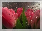 Czerwone, Tulipany, Szyba, Krople, Deszcz