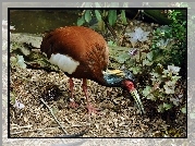 Ibis, Madagaskarski, Roślinność