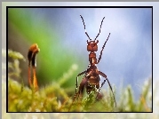 Mrówka, Rozmycie