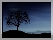 Drzewo, Księżyc, Noc