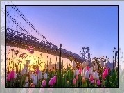 Tulipany, Most, Rzeka, Miasto, Promienie Słońca