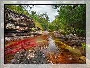 Cano, Cristales, Najpiękniejsza, Rzeka, Świata, Kolumbia