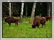 Białowieski, Park, Narodowy, Żubry