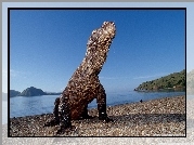 Waran, Komodo, Indonezja