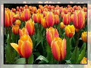 Tulipany