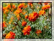 Pomarańczowe, Kwiatki, Aksamitki