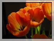 Tulipany