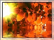 Jesień, Liście, Woda, Promienie słońca