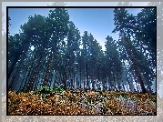 Las, Mgła, Polana, Oszronione, Trawy