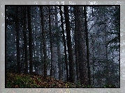 Las, Ciemne, Drzewa
