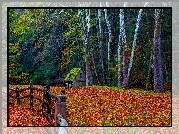 Drzewa, Jesień, Płot, Liście, Las