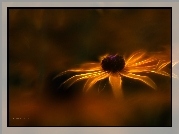 Rudbekia, Kwiat, Fractalius