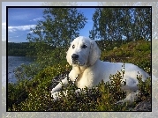 Pies, Golden retriever, Jezioro