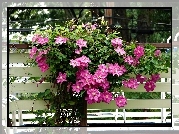 Clematis, Pnące, Kwiaty, Płot