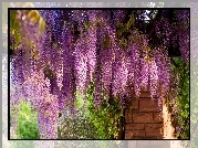 Kwiaty, Wiszące, Wisteria