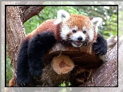 Panda, Czerwona, Drzewo, Zieleń, Pandka ruda