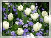 Białe, Tulipany, Niebieskie, Kwiaty