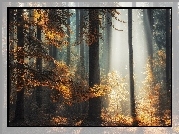 Jesień, Las, Mgła, Przebijające światło