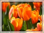 Tulipany, Krople, Wody, Makro