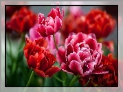 Czerwone, Tulipany