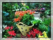 Kwiaty, Begonie, Waza, Ogród, Staw
