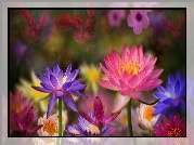 Kolorowe, Kwiaty, Lilia wodna