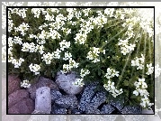 Kamienie, Białe, Kwiaty