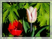 Kwiaty, Tulipany, Liście