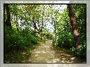 Park, Ścieżka, Drzewa, Zieleń
