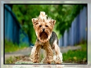 Yorkshire terrier, Pies