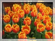 Kwiaty, Tulipany