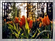 Pomarańczowe, Tulipany, Promienie Słońca, Las