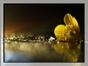 Jaskier Łąkowy, Bokeh, Żółty