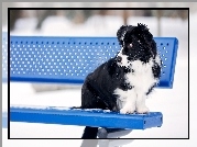 Ławka, Pies, Border collie