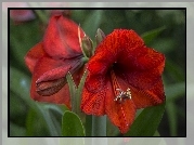 Amarylis, Gippeastrum