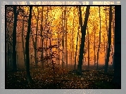 Las, Drzewa, Mgła, Zmierzch, Jesień