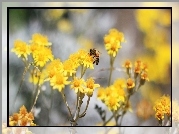 Żółte, Kwiaty, Pszczoła