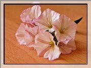 Powój