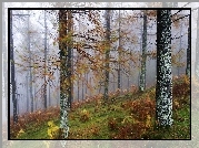 Jesień, Las, Drzewa, Paprocie, Mgła