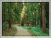 Park, Drzewa, Alejka, Ławki